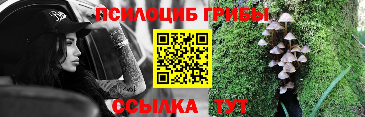 Псилоцибиновые грибы Psilocybe Ахтубинск